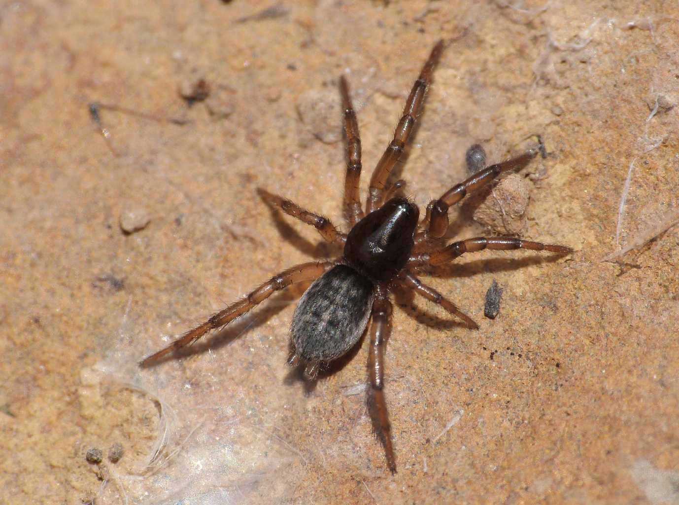 Giovane Gnaphosa alacris - Tolfa (RM)